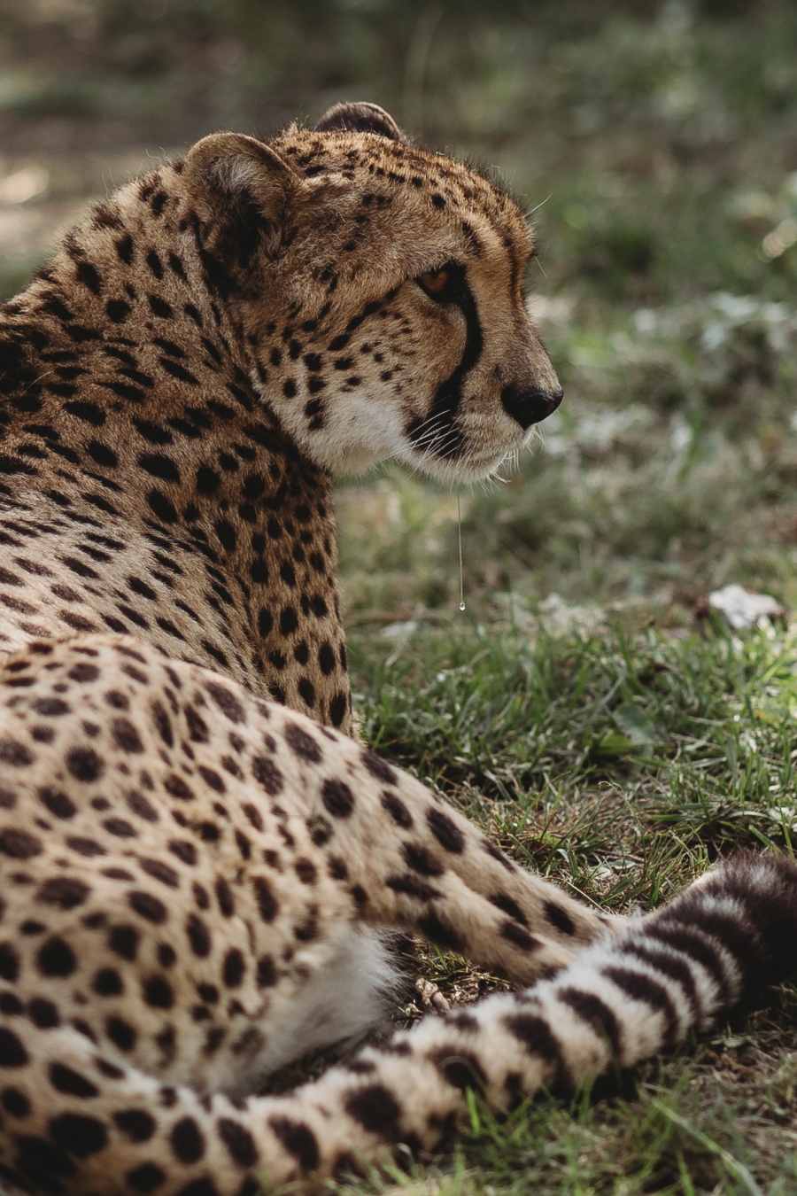 FIH Fotografie » Zuid Afrika